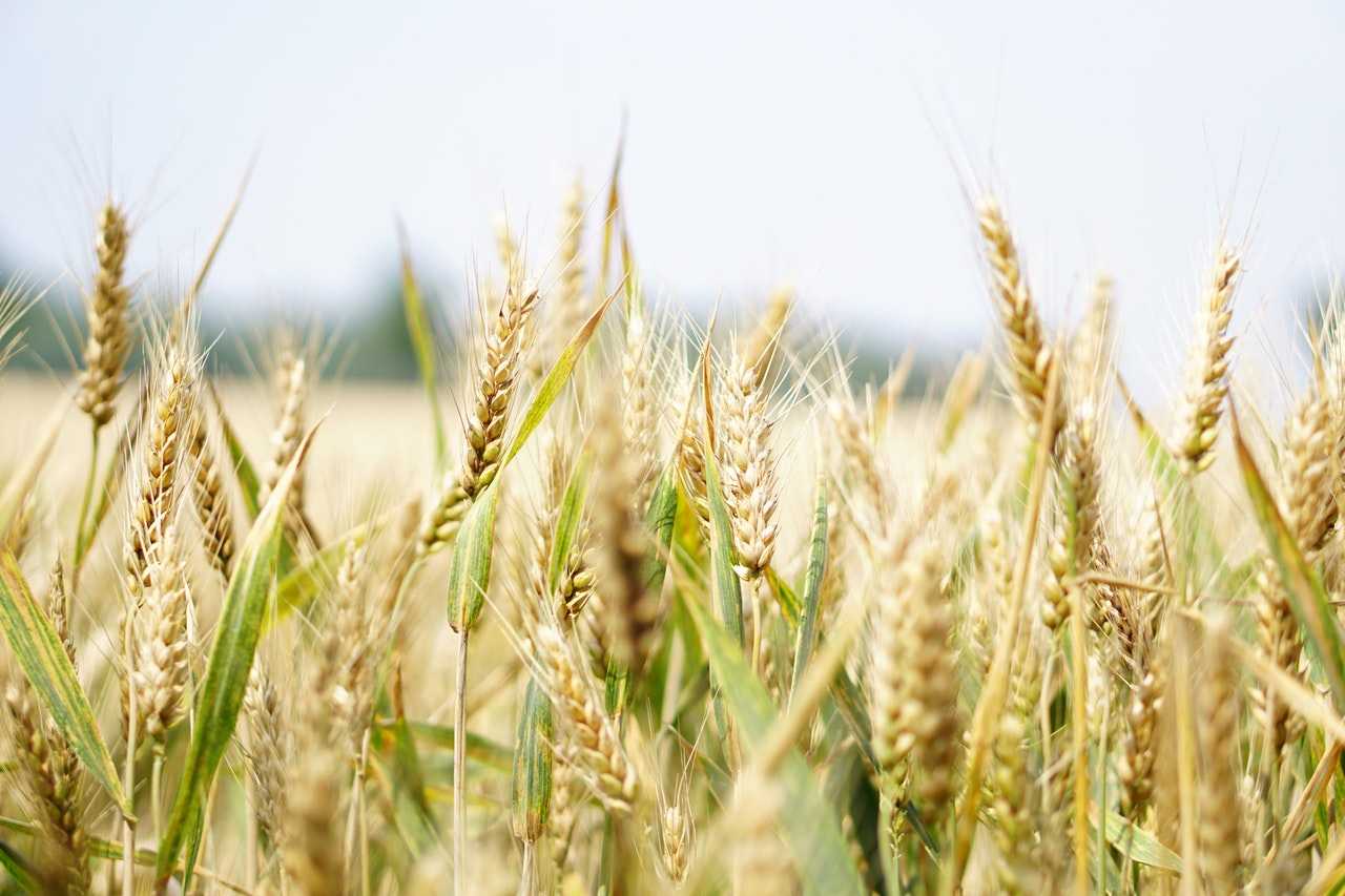 硬脂酰乳酸钠在小麦中的作用